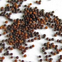 Timo comune (Thymus vulgaris) semi
