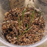 Scorzonera bianca (Tragopogon porrifolius) semi