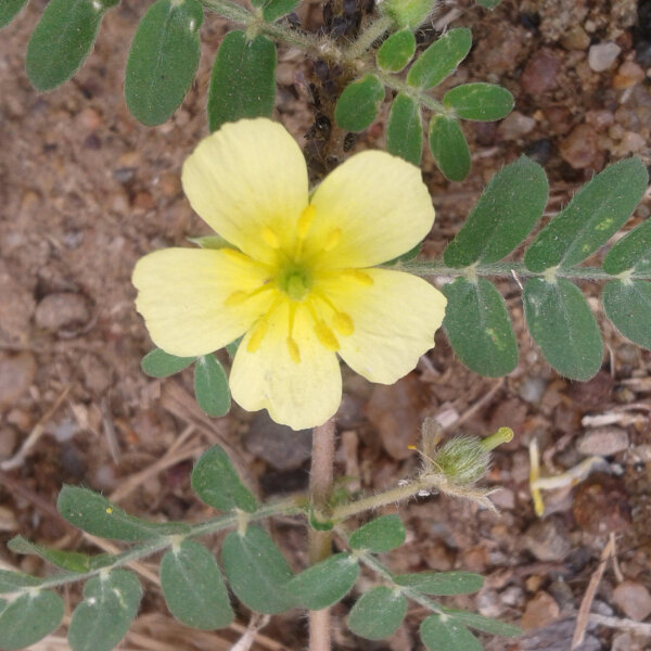 Tribolo (Tribulus terrestris) semi