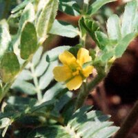 Tribolo (Tribulus terrestris) semi