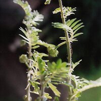 Tribolo (Tribulus terrestris) semi