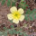 Tribolo (Tribulus terrestris) semi