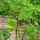 Fieno greco (Trigonella foenum-graecum) semi