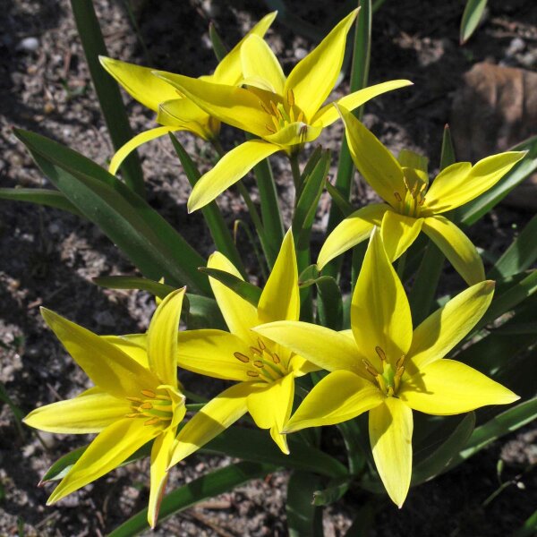 Tulipano selvatico / Lancetta (Tulipa sylvestris) semi
