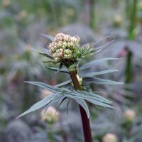 Valeriana comune (Valeriana officinalis) semi