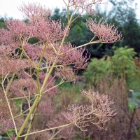 Valeriana comune (Valeriana officinalis) semi