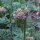 Valeriana comune (Valeriana officinalis) semi