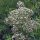 Valeriana comune (Valeriana officinalis)
