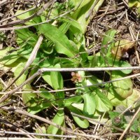 Valerianella, soncino (Valerianella locusta) semi