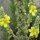 Verbasco / Guaragnasco (Verbascum densiflorum) semi