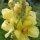 Verbasco / Guaragnasco (Verbascum densiflorum) semi