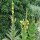 Verbasco / Guaragnasco (Verbascum densiflorum) semi