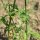 Verbena (Verbena officinalis) semi