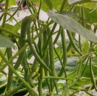 Fagiolo azuki (Vigna angularis) semi