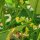 Fagiolo azuki (Vigna angularis) semi