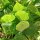 Fagiolo azuki (Vigna angularis) semi
