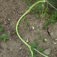 Fagiolino serpente / Fagiolo dallocchio nero (Vigna unguiculata subsp. sesquipedalis) semi