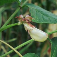 Fagiolino serpente / Fagiolo dallocchio nero (Vigna unguiculata subsp. sesquipedalis) semi