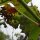 Vite selvatica (Vitis vinifera ssp. sylvestris) semi
