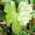 Vite selvatica (Vitis vinifera ssp. sylvestris) semi