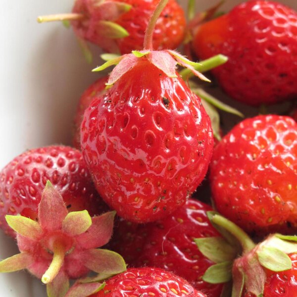 Fragola di bosco Baron Solemacher (Fragaria vesca var. semperflorens) semi