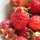 Fragola di bosco Baron Solemacher (Fragaria vesca var. semperflorens) semi