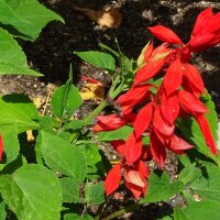 Salvia splendida (Salvia splendens)