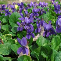 Viola mammola (Viola odorata) semi