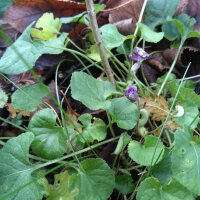 Viola mammola (Viola odorata) semi