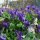 Viola mammola (Viola odorata) semi