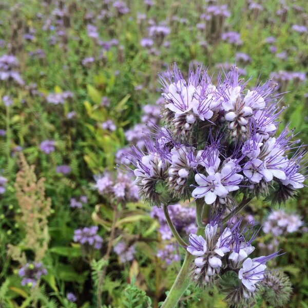 Facelia (Phacelia tanacetifolia) biologica semi