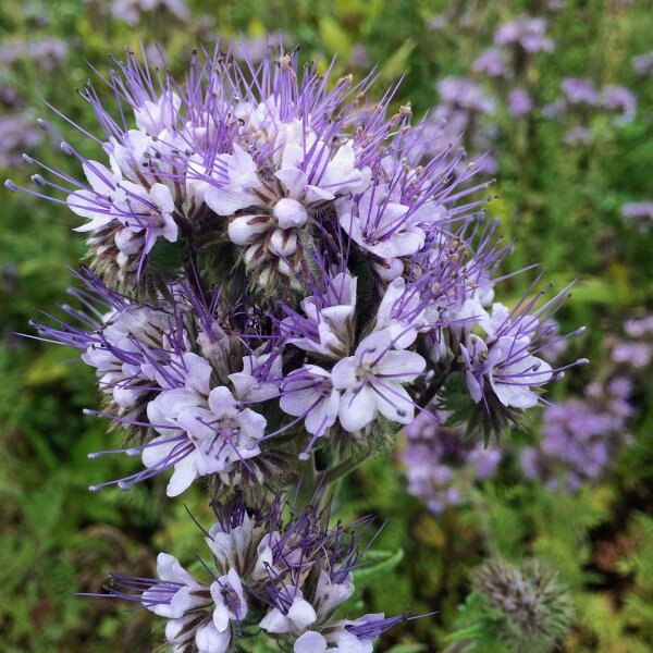 1 Kg Di Semi Di Facelia BIO - Pianta Mellifera Per Api, Fiori Viola - Masseria U Jumintaru