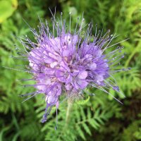 Facelia (Phacelia tanacetifolia) biologica semi