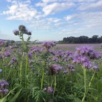 Facelia (Phacelia tanacetifolia) biologica semi