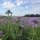 Facelia (Phacelia tanacetifolia) biologica semi