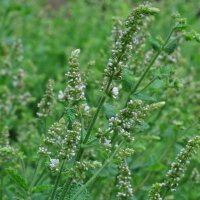 Menta glaciale (Mentha suaveolens) semi