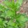 Menta dolce (Mentha viridis) semi