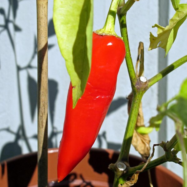 Peperone dolce Marconi Rosso (Capsicum annuum) biologico semi