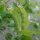 Pisello dolce invernale Frieda Welten (Pisum sativum) biologico semi
