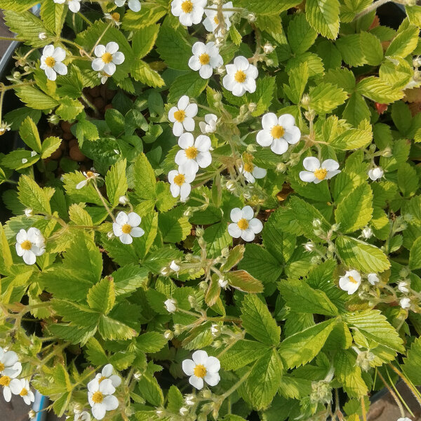Fragola moscata (Fragaria moschata) semi