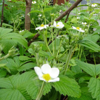 Fragola moscata (Fragaria moschata) semi