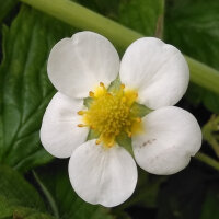 Fragola moscata (Fragaria moschata) semi