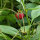 Fragola moscata (Fragaria moschata) semi