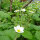 Fragola moscata (Fragaria moschata) semi