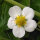 Fragola moscata (Fragaria moschata) semi