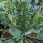 Broccolo "Fiolaro di Creazzo" (Brassica oleracea var. Italica) Bio