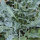 Broccolo "Fiolaro di Creazzo" (Brassica oleracea var. Italica) Bio