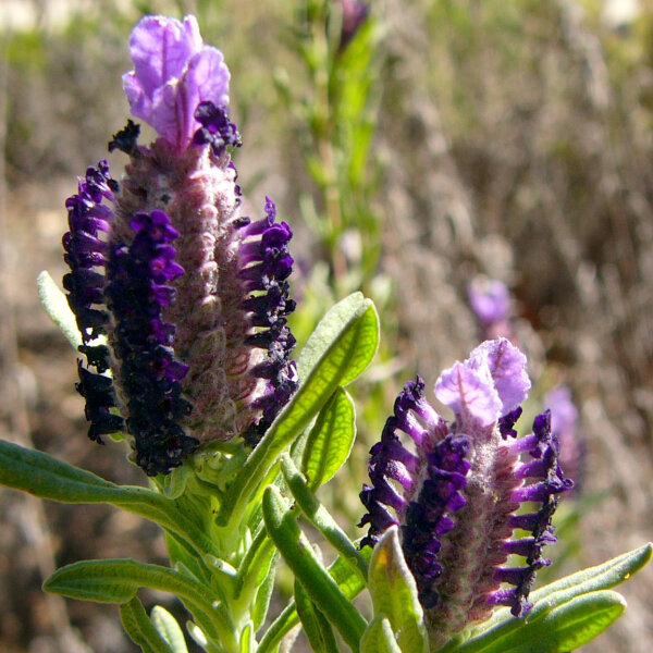 Lavanda selvatica (Lavandula stoechas) semi