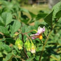 Miscela di antiche varietà di patate (Solanum...
