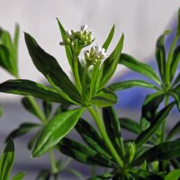 Stellina odorosa (Galium odoratum) biologica semi
